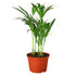 Areca Palm - Ethereal Company