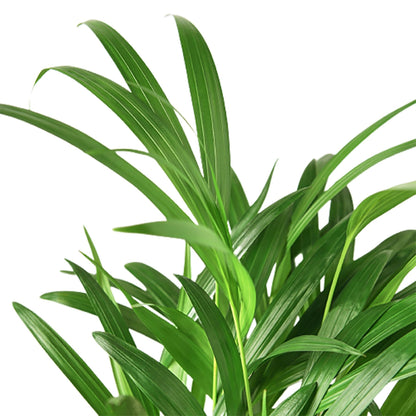Areca Palm - Ethereal Company
