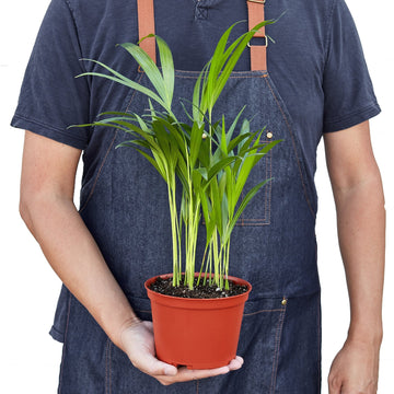 Areca Palm - Ethereal Company