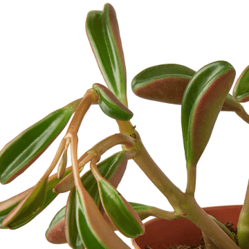 Peperomia &
