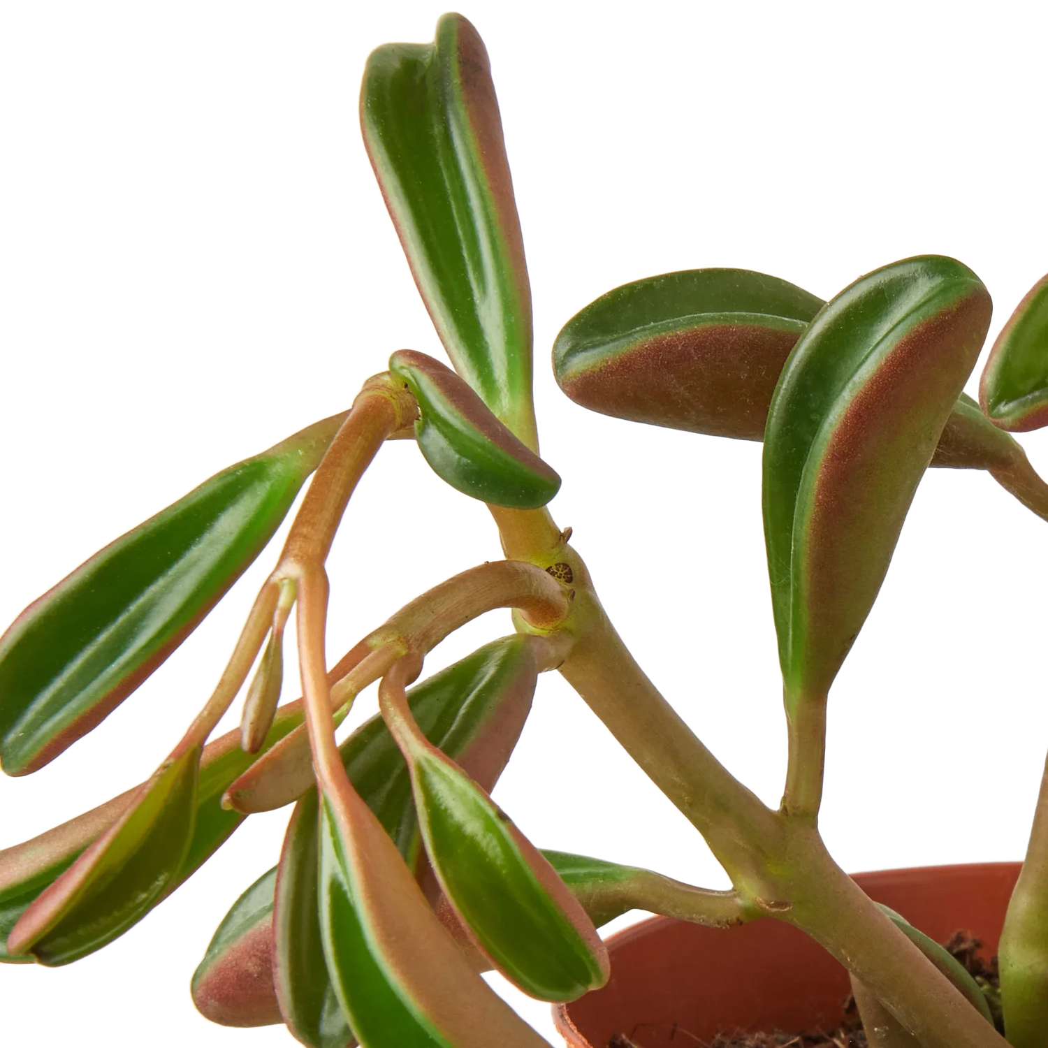 Peperomia &