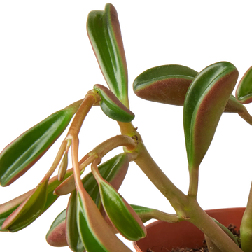 Peperomia &