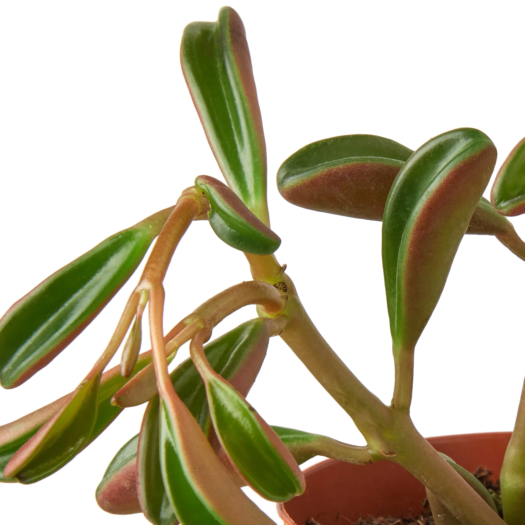 Peperomia &