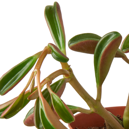 Peperomia &