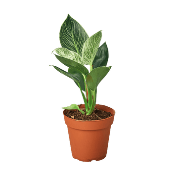 Philodendron &