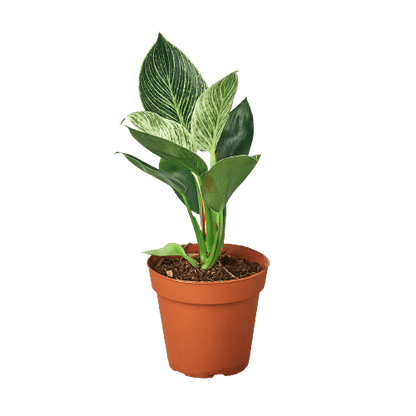 Philodendron &