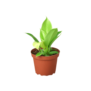 Philodendron &