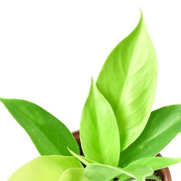 Philodendron &