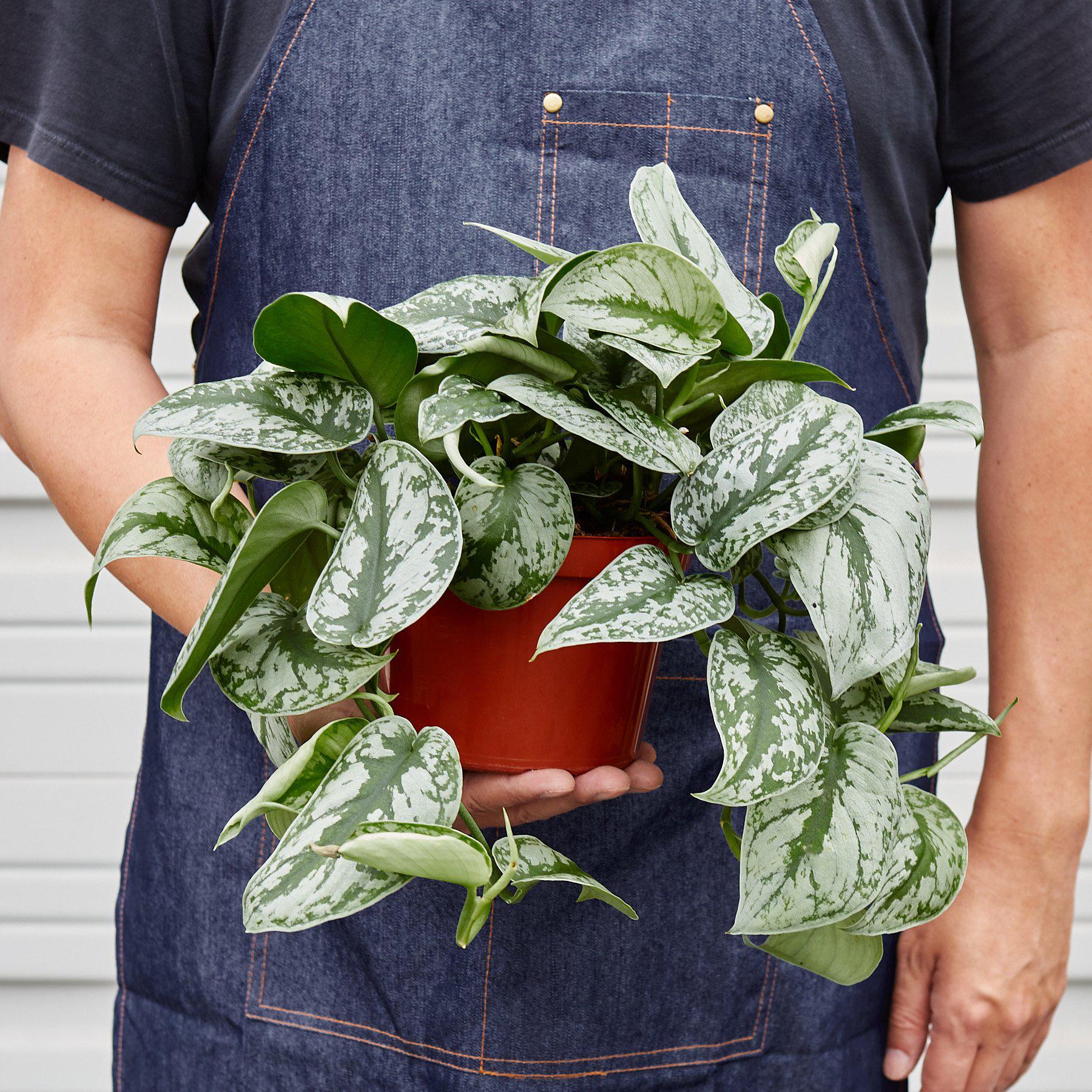Pothos &