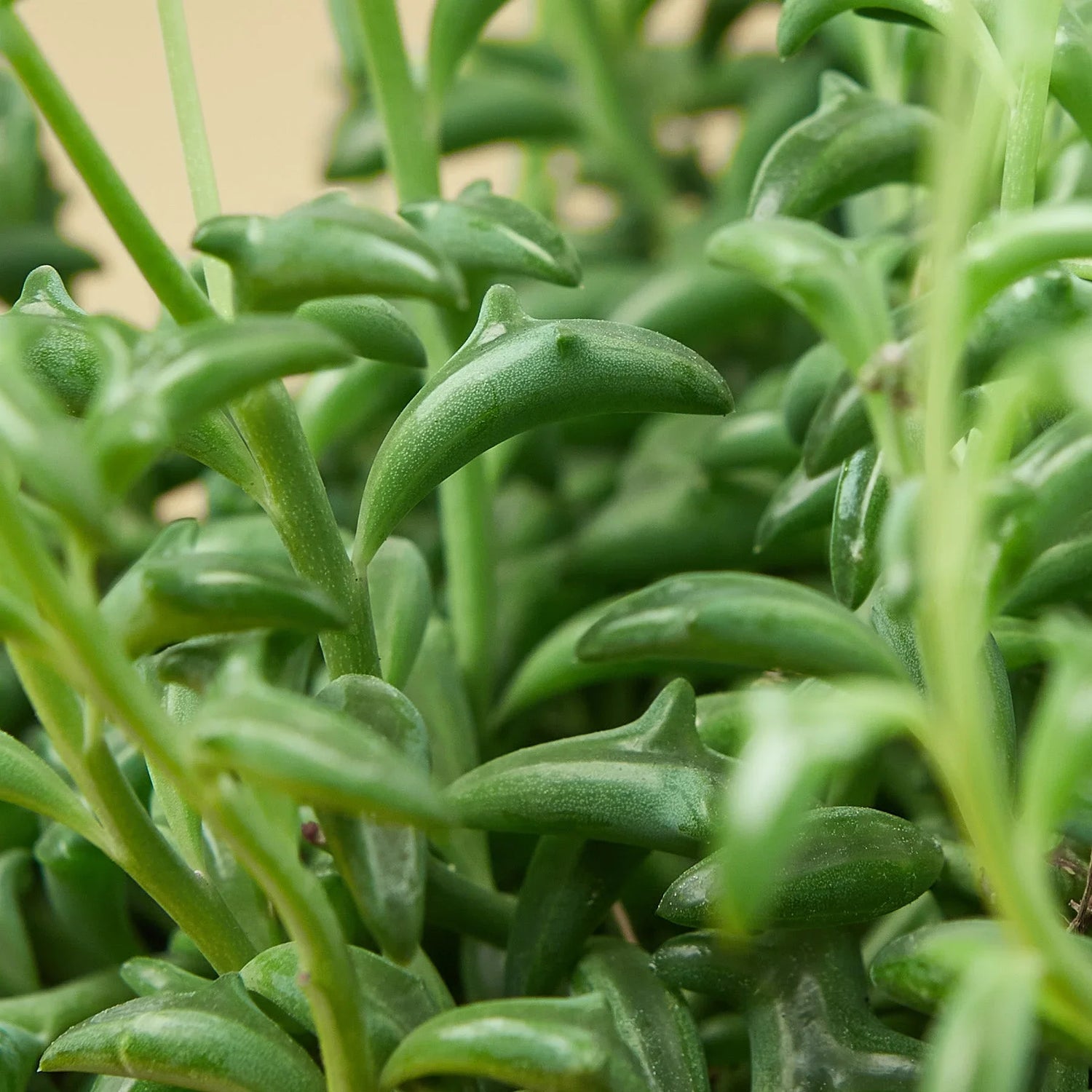 Succulent &