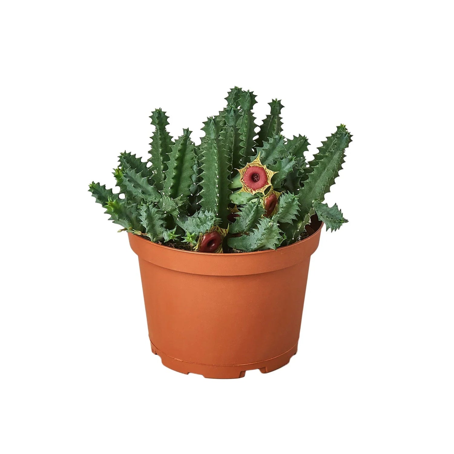 Lifesaver Cactus - Ethereal Company-Succulent