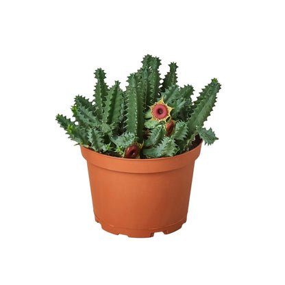 Lifesaver Cactus - Ethereal Company-Succulent
