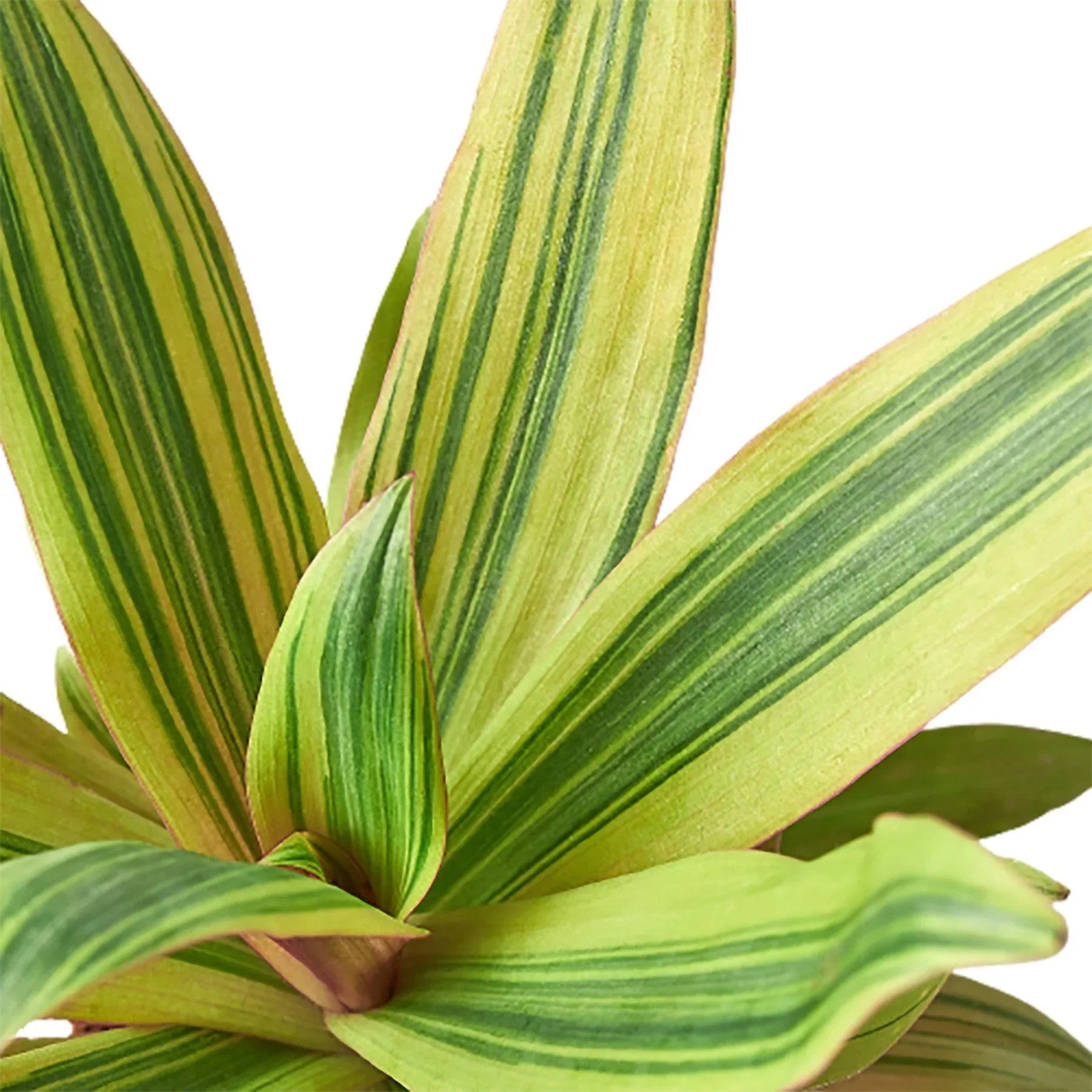 Tradescantia &