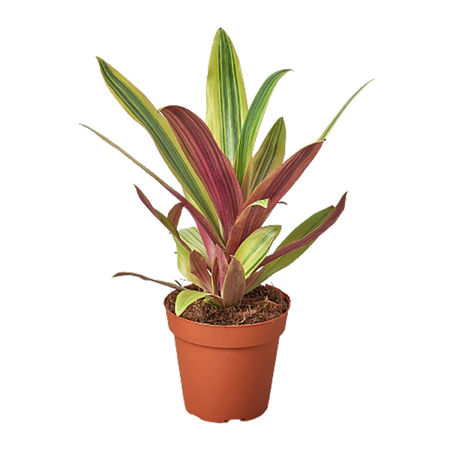 Tradescantia &