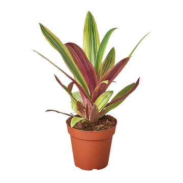 Tradescantia &