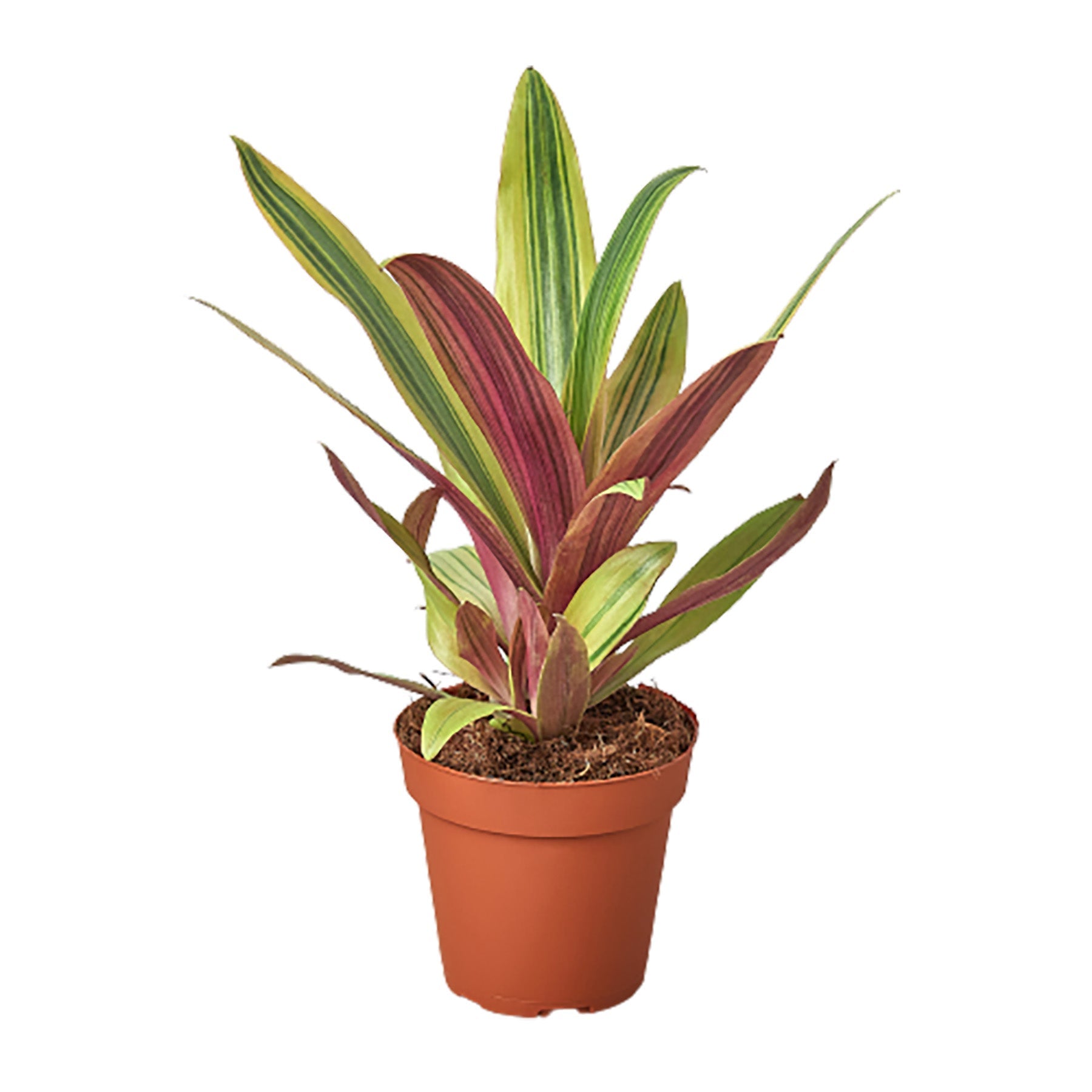 Tradescantia &