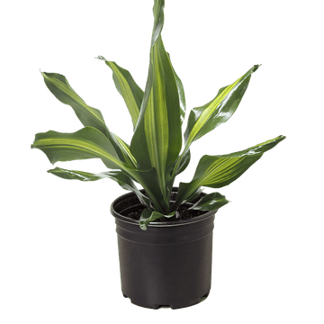 Dracaena Golden Heart - Ethereal Company-Indoor Plants