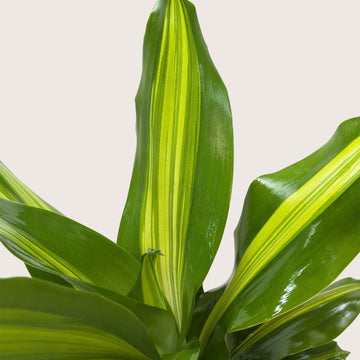 Dracaena Golden Heart - Ethereal Company-Indoor Plants