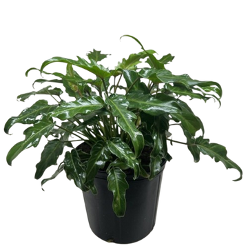 Philodendron Xanadu