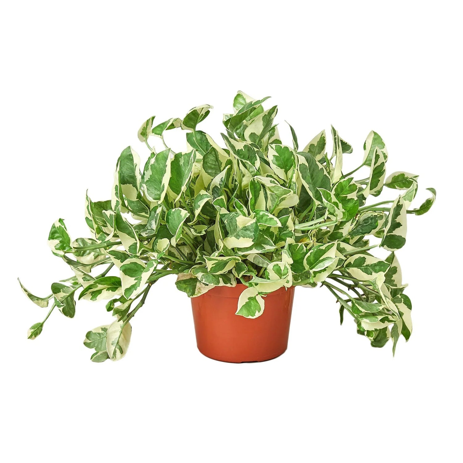 Pothos &
