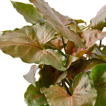 Syngonium Merry - Ethereal Company4" Plant