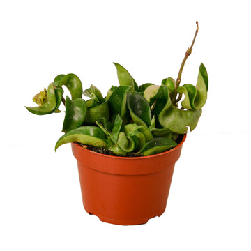 Hoya Rope Plant - Ethereal Company-4&quot; Plant