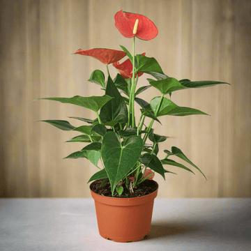 Anthurium &