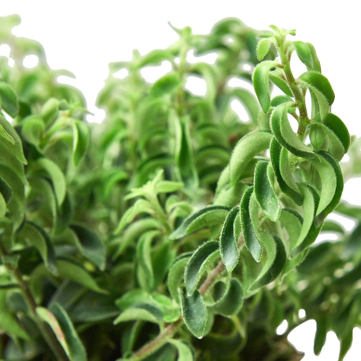 Curly Lipstick Plant - Ethereal Company-Indoor Plants