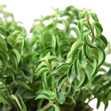 Curly Lipstick Plant - Ethereal Company-Indoor Plants