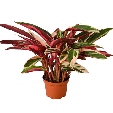Stromanthe Triostar - Ethereal Company-6" Plant (1) ($10)