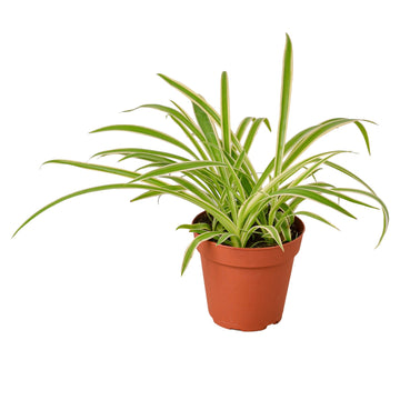 Spider Plant Reverse - Ethereal CompanyDefault