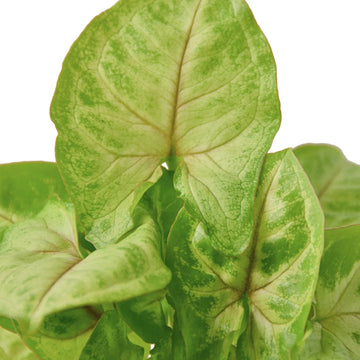 Syngonium Gold - Ethereal CompanyIndoor Plants