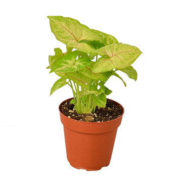 Syngonium Gold - Ethereal CompanyIndoor Plants