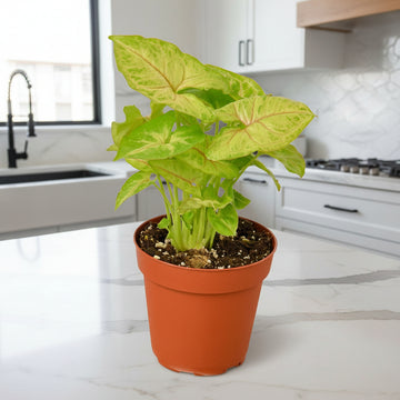 Syngonium Gold - Ethereal CompanyIndoor Plants