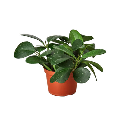 Hoya Obovata - Ethereal Company-4&quot; Plant