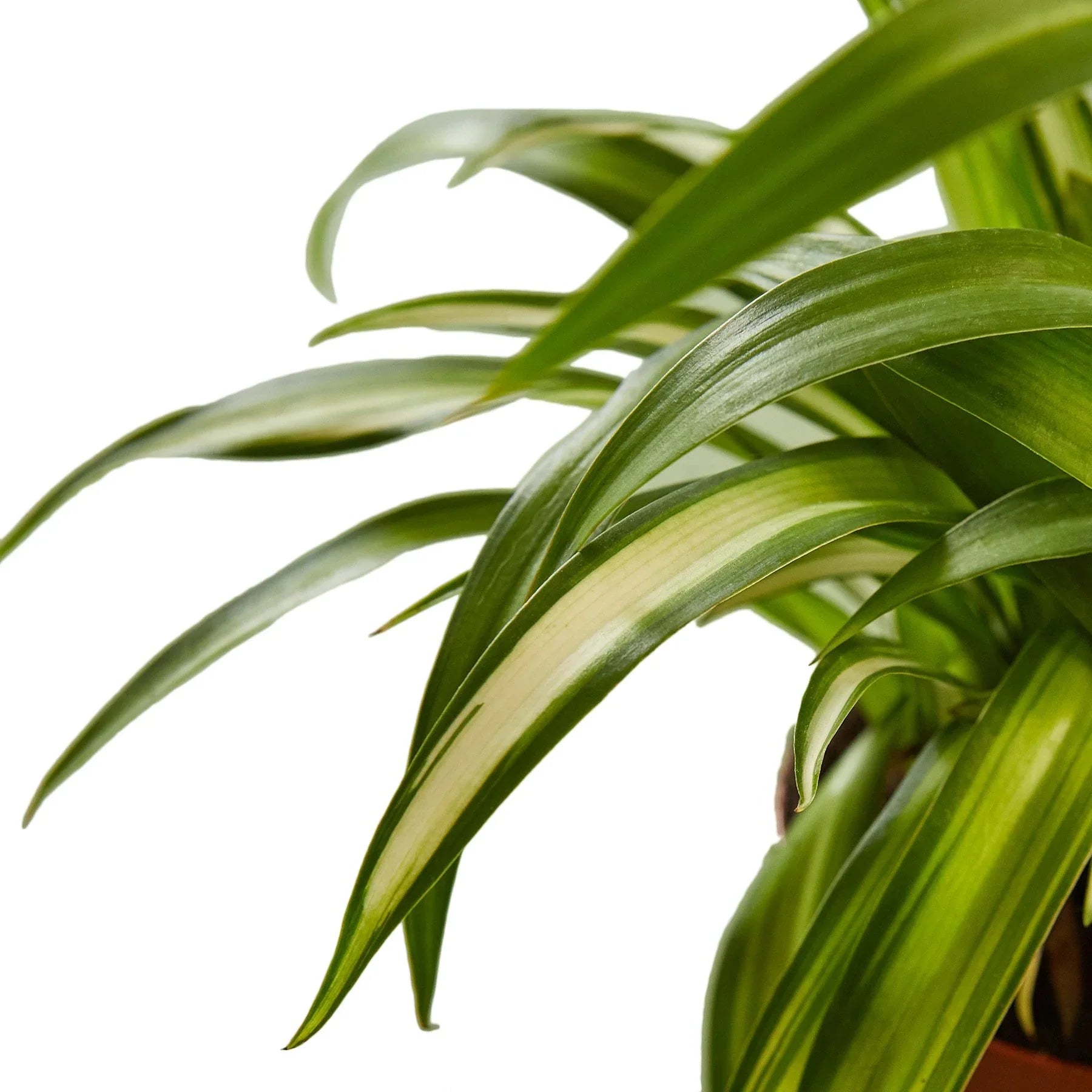 Spider Plant Hawaiian - Ethereal Company-4&quot; Plant