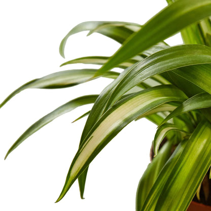 Spider Plant Hawaiian - Ethereal Company-4&quot; Plant