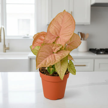 Syngonium Strawberry - Ethereal Company-Indoor Plants
