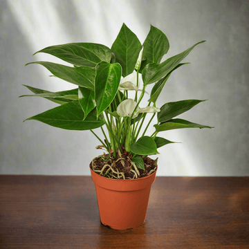 Anthurium &