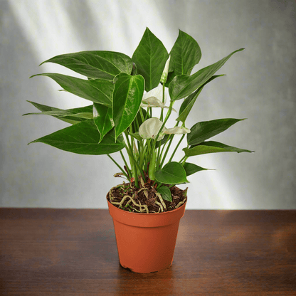 Anthurium &