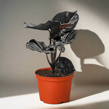 Alocasia &