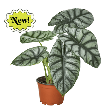 Alocasia Silver Dragon - Ethereal Company