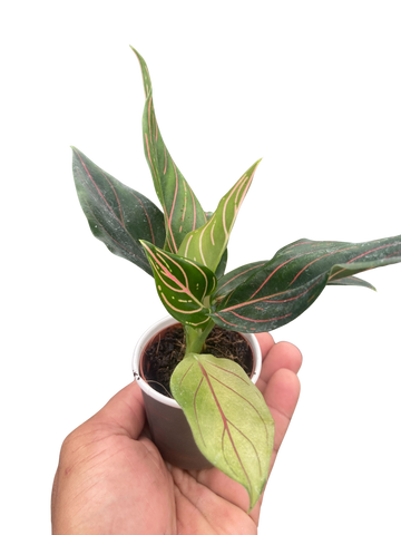 Chinese Evergreen &