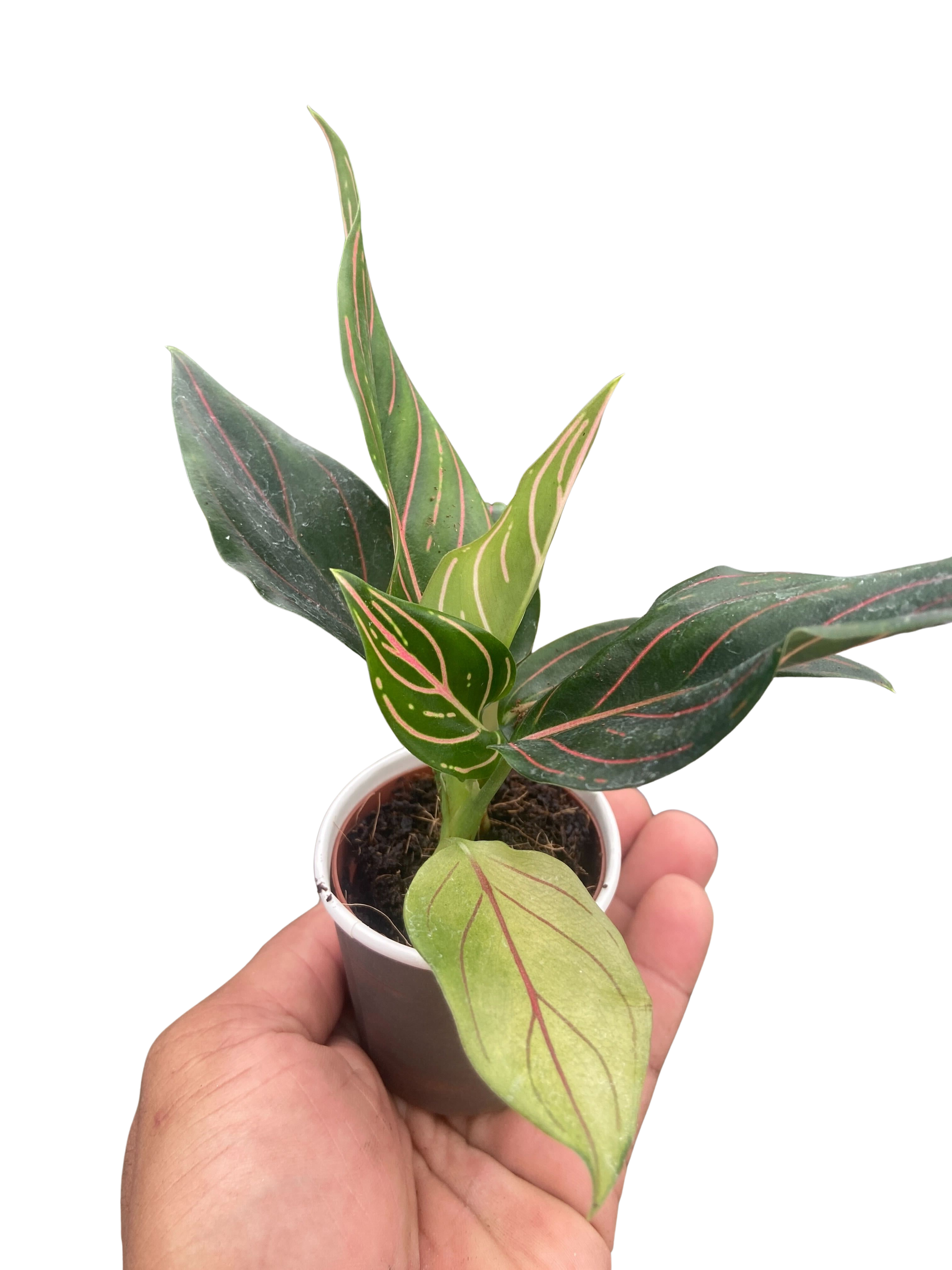 Chinese Evergreen &
