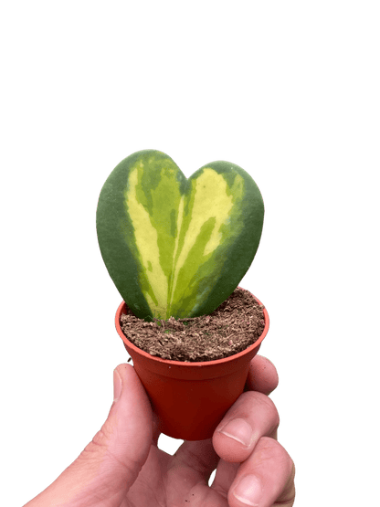 Hoya Heart Flame - Ethereal Company-Indoor Plants