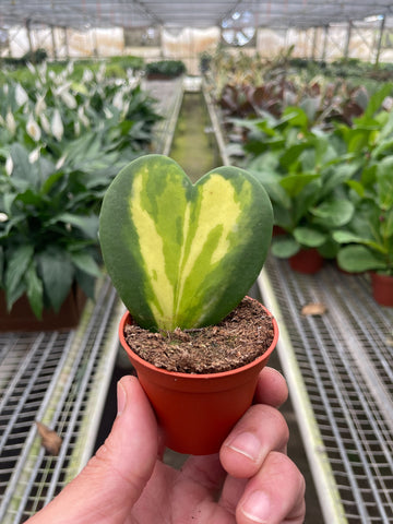 Hoya Heart Flame - Ethereal Company-Indoor Plants