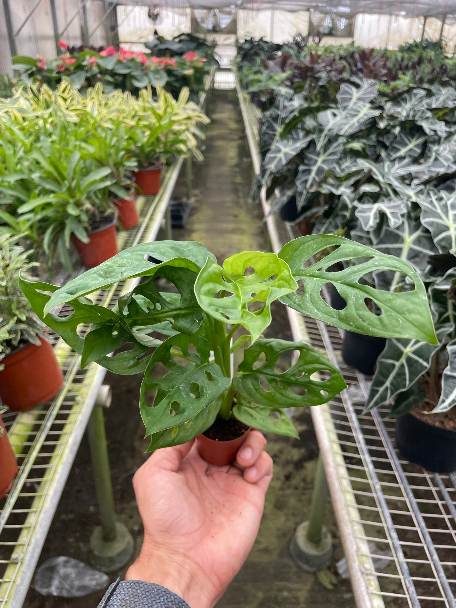 Monstera Adansonii &