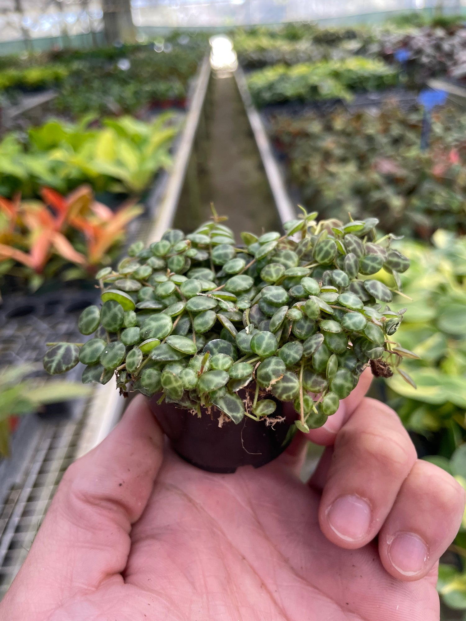 Peperomia Prostrata &
