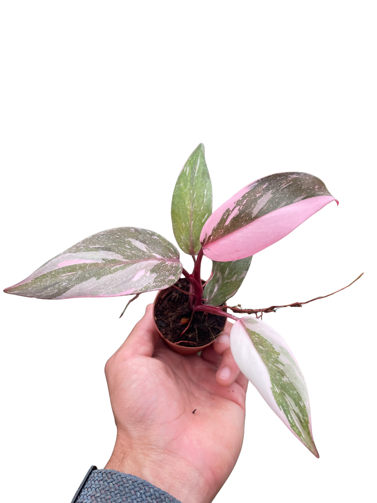 Philodendron &
