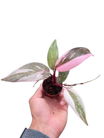 Philodendron &